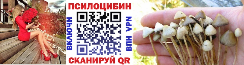 Галлюциногенные грибы Psilocybine cubensis  дарк нет наркотические препараты  Гвардейск 